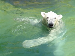 Eisbär im Tierpark Neumünster