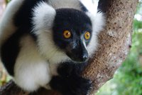 Lemuren Indri