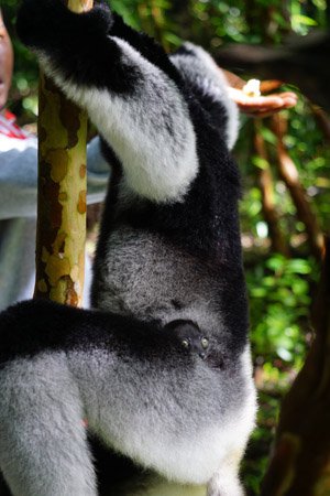 Lemuren Indri mit Baby