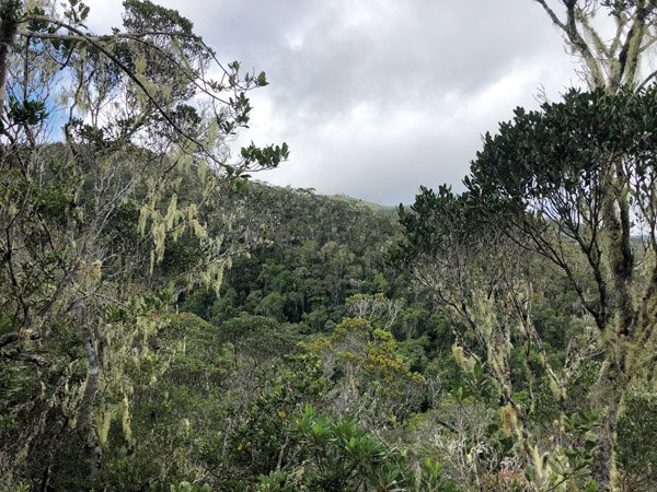 Regenwald  Mantadia Nationalpark